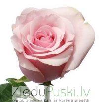 Garas rozā rozes: Длинные розовые розы. шт. 3.80 €