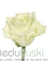 Baltas rozes: Белые розы. шт. 2.90 €