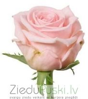 Rozā rozes: Розоые розы. шт. 2.90 €